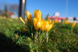 De krokusjes gaan bloeien, het wordt lente