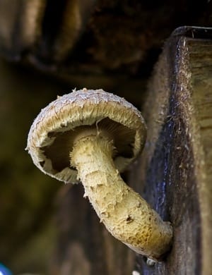 10-19-2014-paddestoelen-oktober-november-Herfst