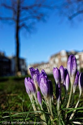 2016-02-24-Krokusjes-op-Rosmolenplein