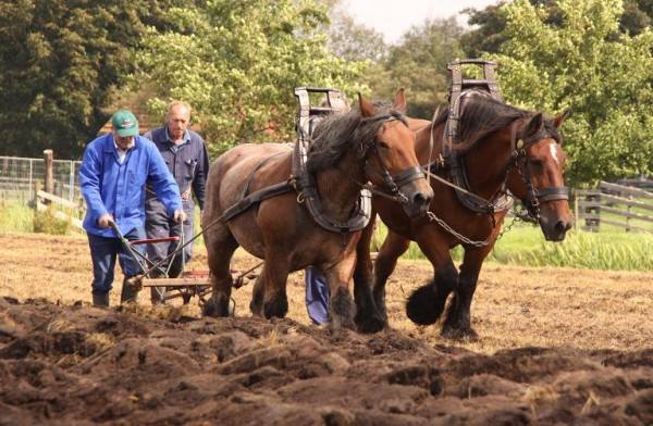 Belgische trekpaarden ploegen de grond van Stadstuinderij