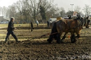 2016-03-12 4899 Stadstuinderij ploegen vlaamse paarden