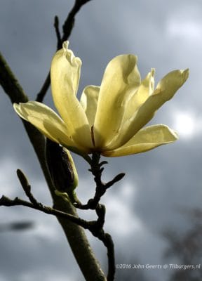 2016-04-15 7903 Gele Magnolia donkere lucht