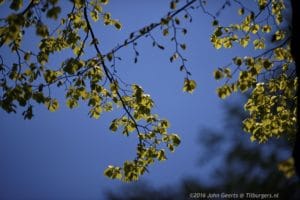 2016-05-02 9311 Lente Lindeblaadjes avondlicht