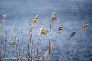 2016-05-03 9481 blauw mooi weer Rietstengels Wilhelminakanaal