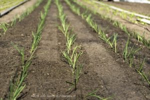 2016-05-05 9580 Stadstuinderij Planten