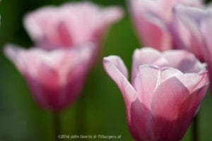 2016-05-07 9833 ff85PC stad tulp