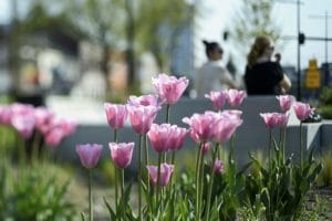 2016-05-07 9859 Roze Tulpen