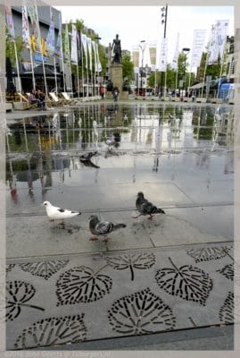 2016-05-17 10672 Tilburgse Duiven