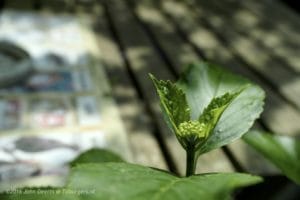 2016-05-17 Hortensia