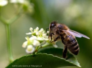 2016-07-18-Bij-op-Euonymus-Japonica-Ovatis-Aureus