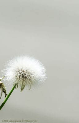 2016-09-12-2-melkdistel
