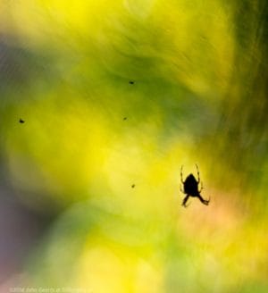 2016-09-15-spin-web