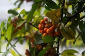 2016-11-11-2829-rodagon-50mm-vuurdoorn