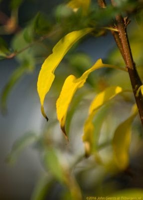 2016-11-12-forsythia
