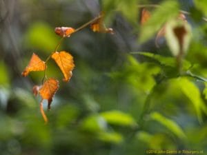 2016-11-12-herfstblad-in-groen