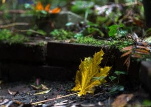 2016-11-13-regen-esdoornblad-herfst